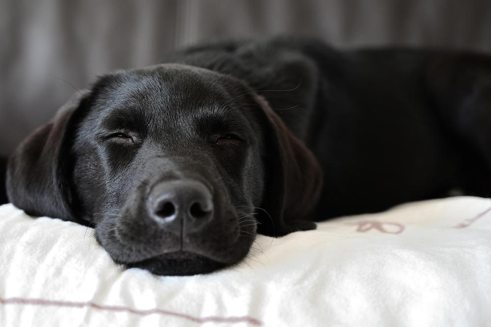Sleeping dog-cc2d4e8a2f4d42e7928be017691f7e3b.jpg Sleeping dog