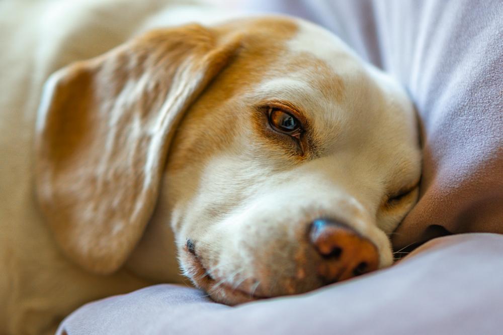 Sleeping dog-cc2d4e8a2f4d42e7928be017691f7e3b.jpg Sleeping dog