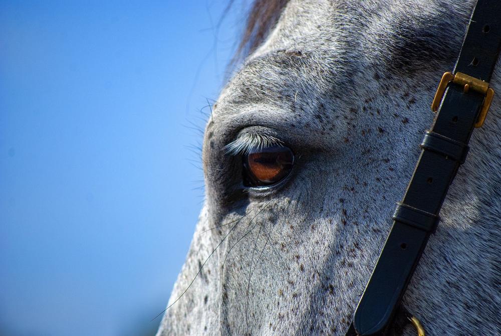 Sleeping horse