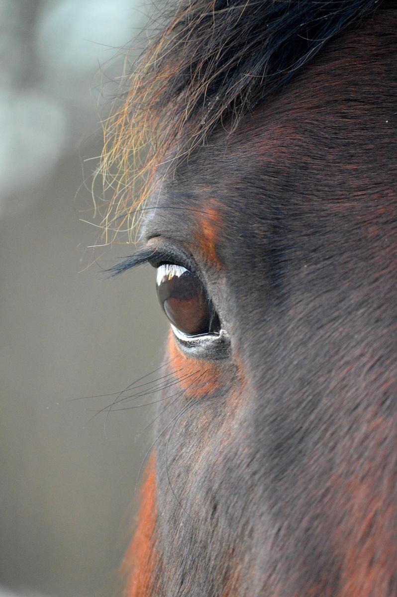 Sleeping horse