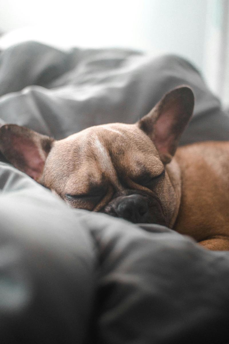 cozy dog bed