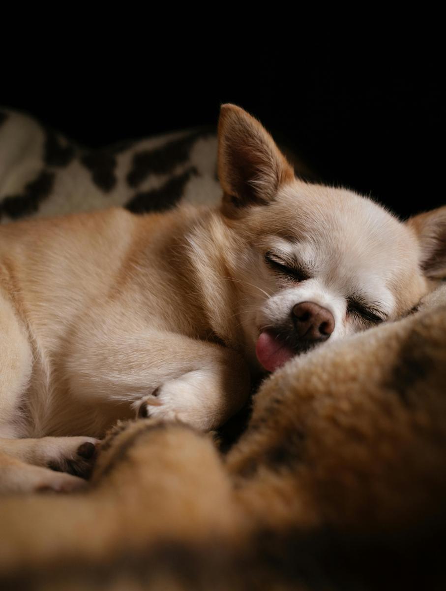cozy dog bed